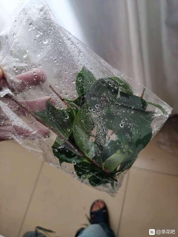 我的大茶花下山桩活了