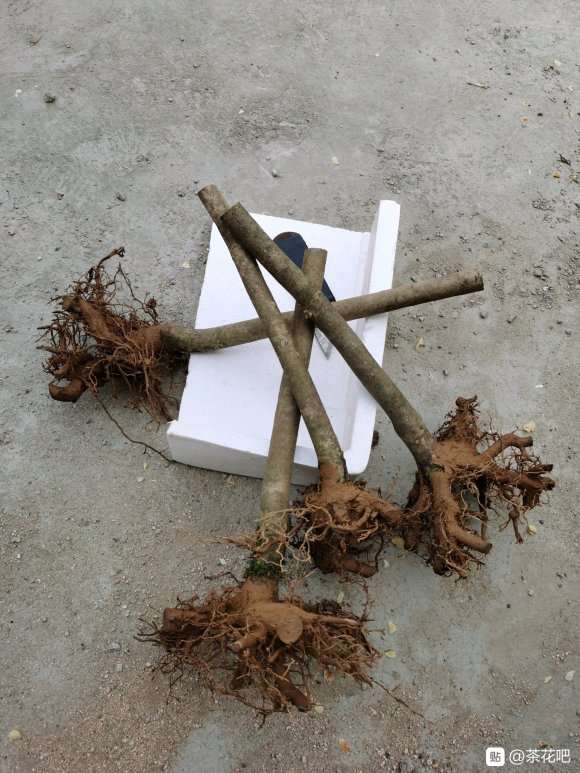 我的大茶花下山桩活了