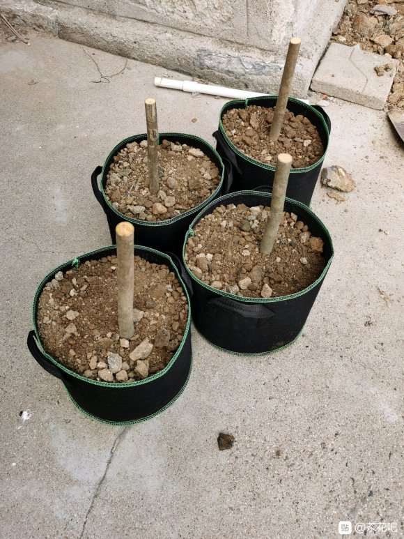 我的大茶花下山桩活了 怎么样