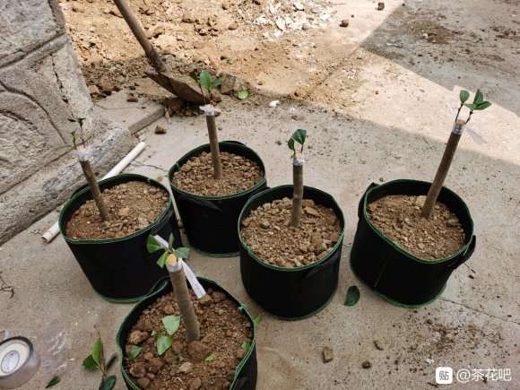 我的大茶花下山桩活了 怎么样