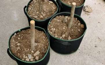 我的大茶花下山桩活了 可以吗 图片