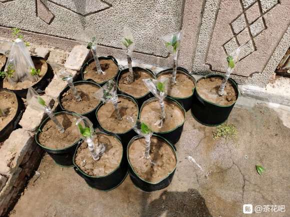 我的大茶花下山桩活了