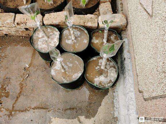 我的大茶花下山桩活了