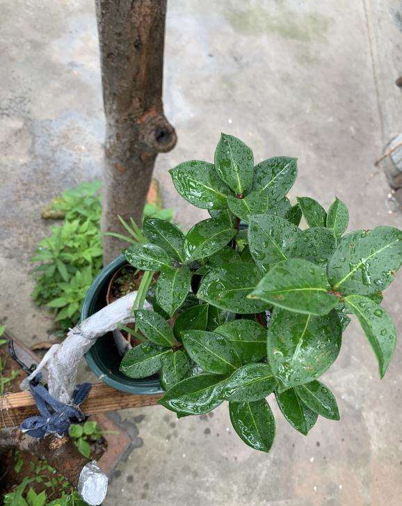 我的大茶花下山桩活了