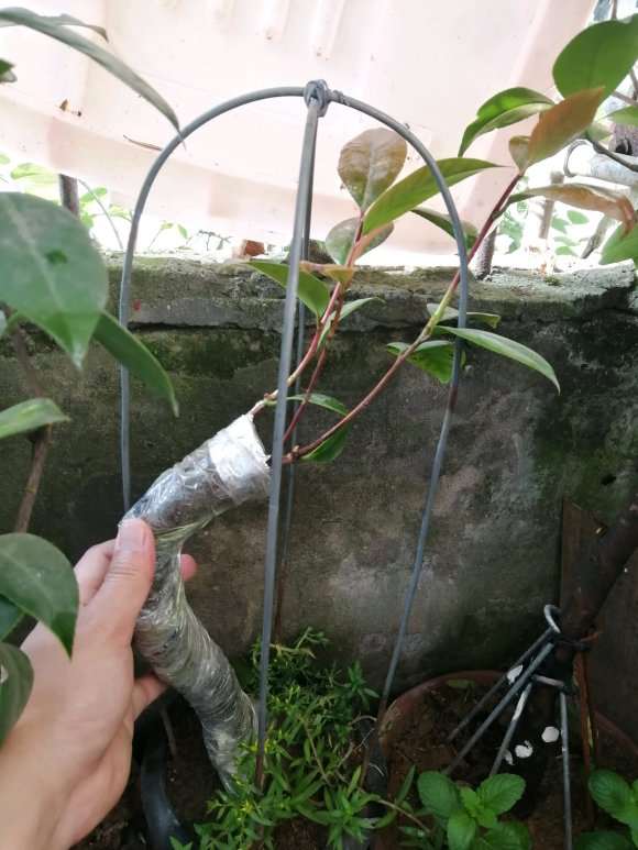 茶花下山桩嫁接后 可以晒太阳吗