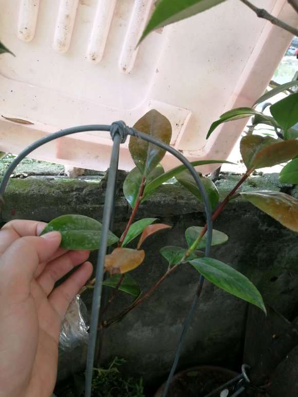 茶花下山桩嫁接后 可以晒太阳吗