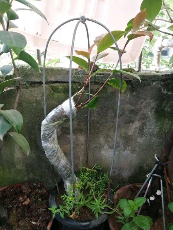 茶花下山桩嫁接后 可以晒太阳吗