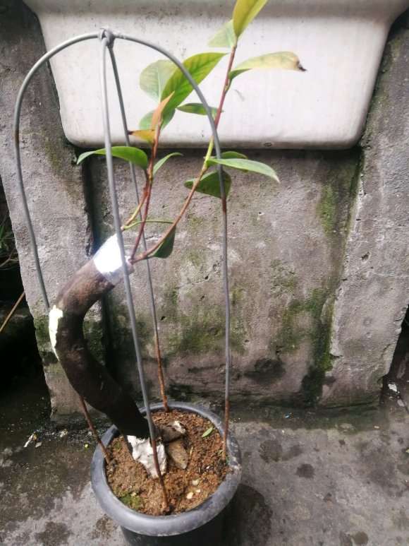 茶花下山桩嫁接后 可以晒太阳吗