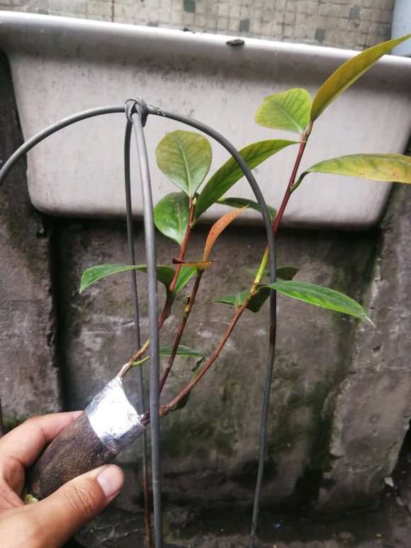 茶花下山桩嫁接后 可以晒太阳吗