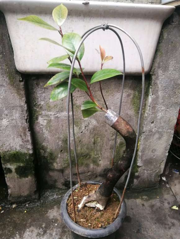 茶花下山桩嫁接后 可以晒太阳吗