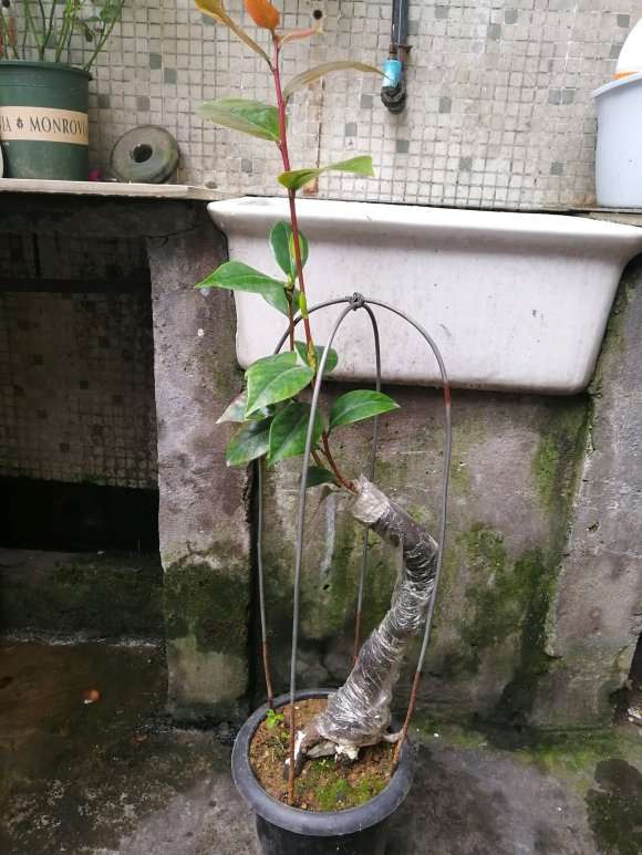 茶花下山桩嫁接后 可以晒太阳吗