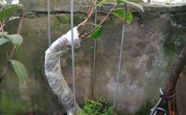 茶花下山桩嫁接后 可以晒太阳吗 图片