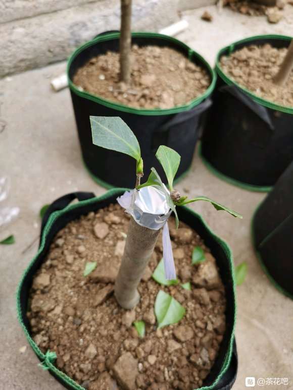 茶花下山桩可不可以在粗桩上靠接