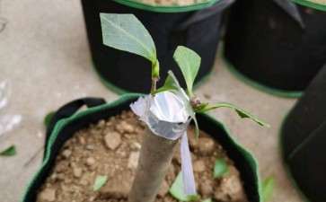 茶花下山桩可不可以在粗桩上靠接