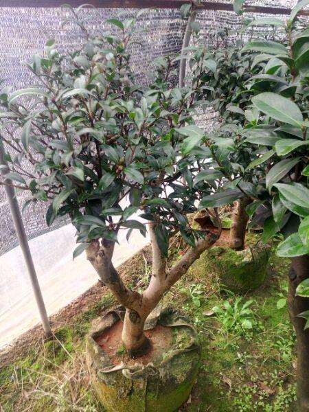 茶花盆景大下山桩 3到4公分 怎么样