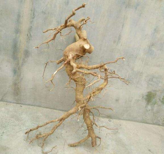 茶花盆景大下山桩 3到4公分 怎么样