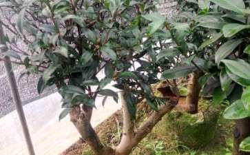 茶花盆景大下山桩 3到4公分 可以吗 图片