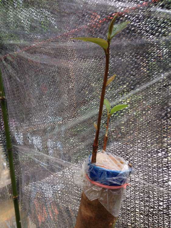 茶花下山桩发芽了 怎么样