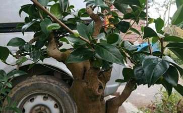 古桩茶花下山桩 11月挖起 可以吗 图片