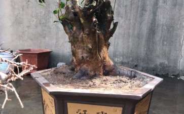 茶花下山桩 120斤 1500元 怎么办 图片