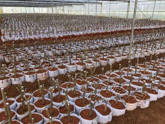 今年准备嫁接的茶花下山桩