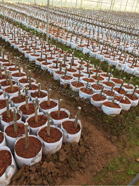 今年准备嫁接的茶花下山桩