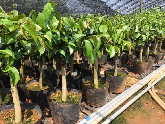 今年准备嫁接的茶花下山桩