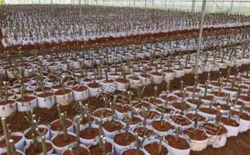 今年准备嫁接的茶花下山桩 图片