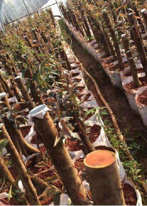 茶花下山桩疏枝怎样才可以完全贴着树杆疏