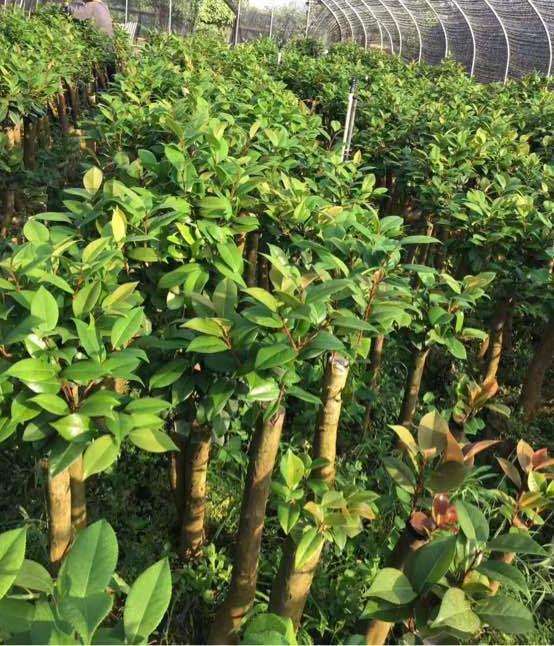 茶花下山桩疏枝怎样才可以完全贴着树杆疏