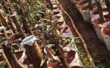 茶花下山桩疏枝怎样才可以完全贴着树杆疏