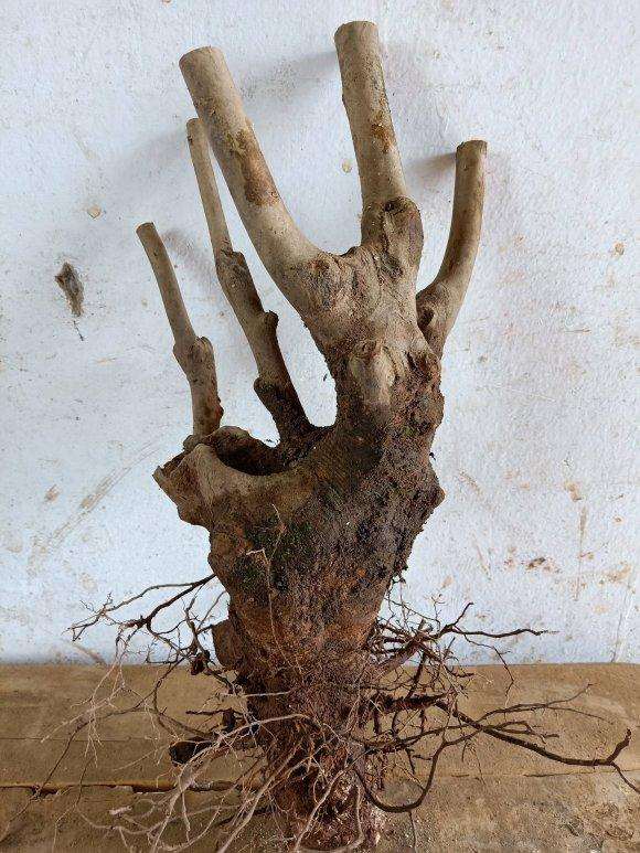 这茶花下山桩做盆景应该不错