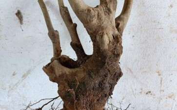 这茶花下山桩做盆景应该不错 图片