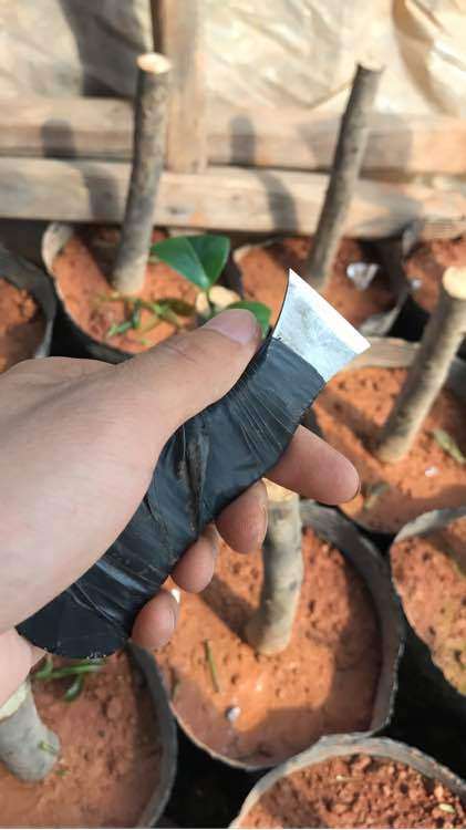 茶花下山桩怎么嫁接的简单方法