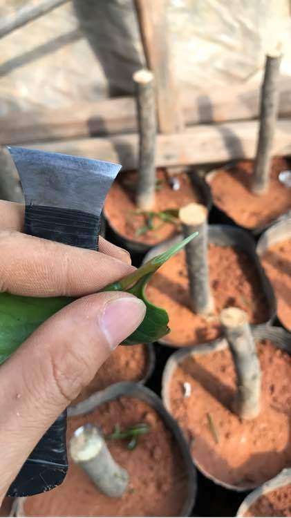 茶花下山桩怎么嫁接的简单方法