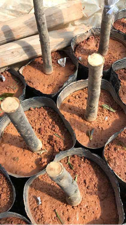 茶花下山桩怎么嫁接的简单方法