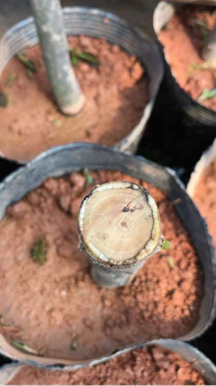 茶花下山桩怎么嫁接的简单方法