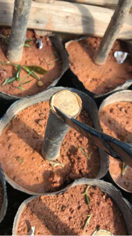 茶花下山桩怎么嫁接的简单方法