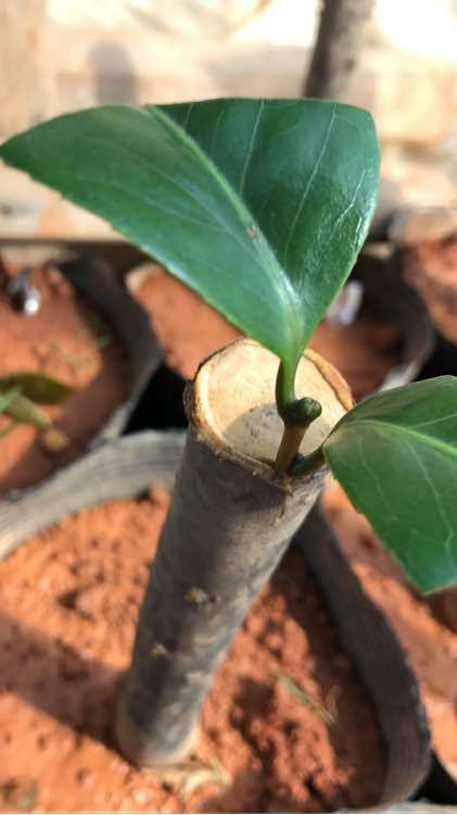 茶花下山桩怎么嫁接的简单方法