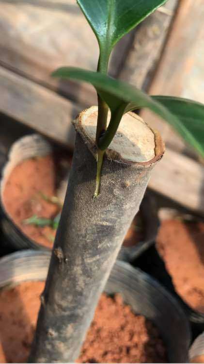 茶花下山桩怎么嫁接的简单方法