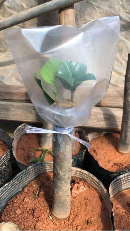 茶花下山桩怎么嫁接的简单方法