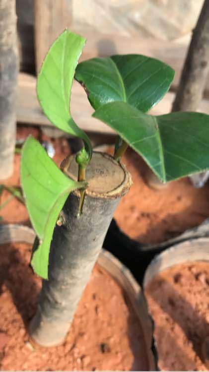 茶花下山桩怎么嫁接的简单方法