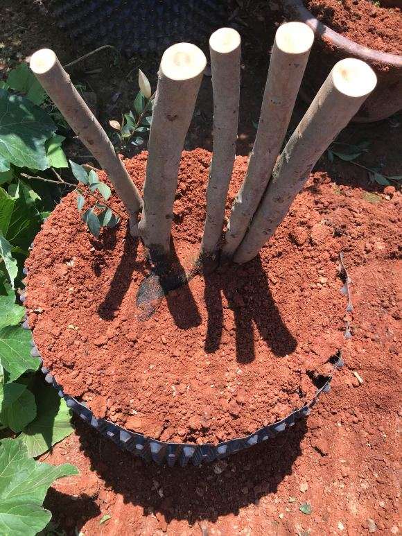 今天嫁接的茶花下山桩接穗