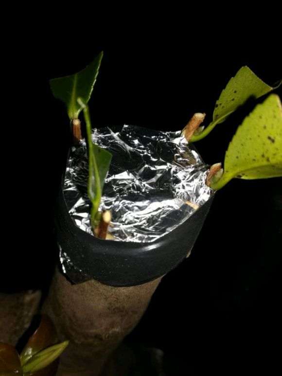 今天嫁接的茶花下山桩接穗