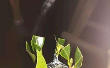 今天嫁接的茶花下山桩接穗 会不会老