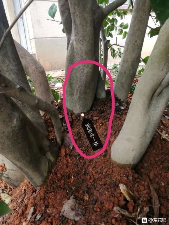 低压一棵十二公分的茶花下山桩