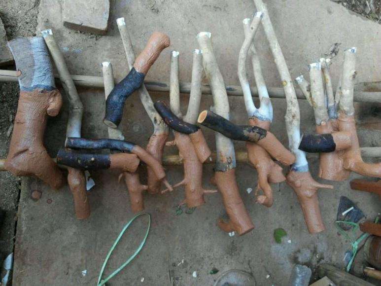 关于油茶花下山桩根的种植探讨