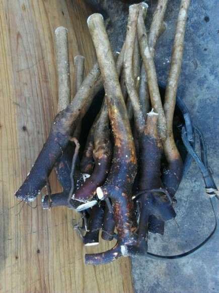 关于油茶花下山桩根的种植探讨