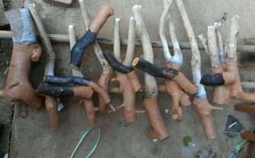 关于油茶花下山桩根的种植探讨