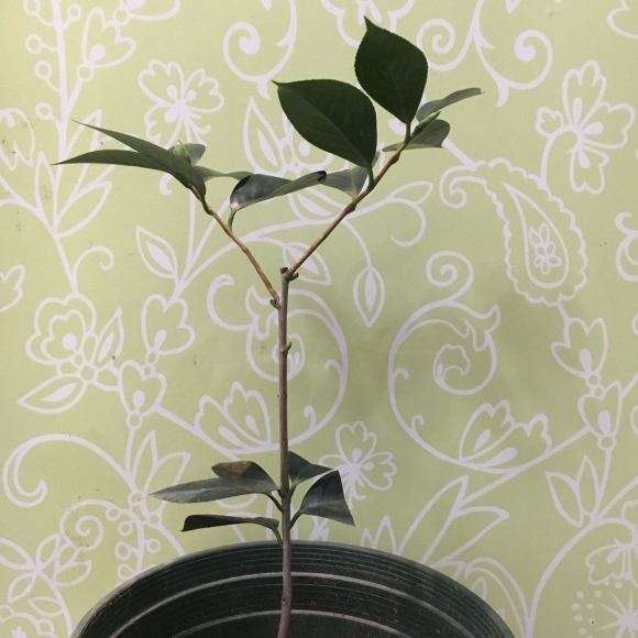 浅谈茶花下山桩怎么矮壮树型控制